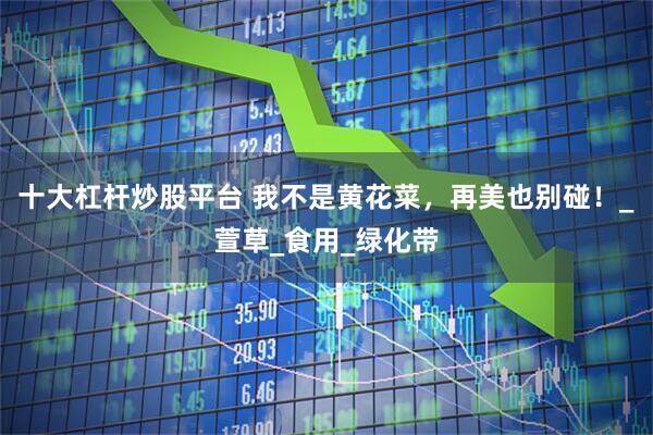 十大杠杆炒股平台 我不是黄花菜，再美也别碰！_萱草_食用_绿化带